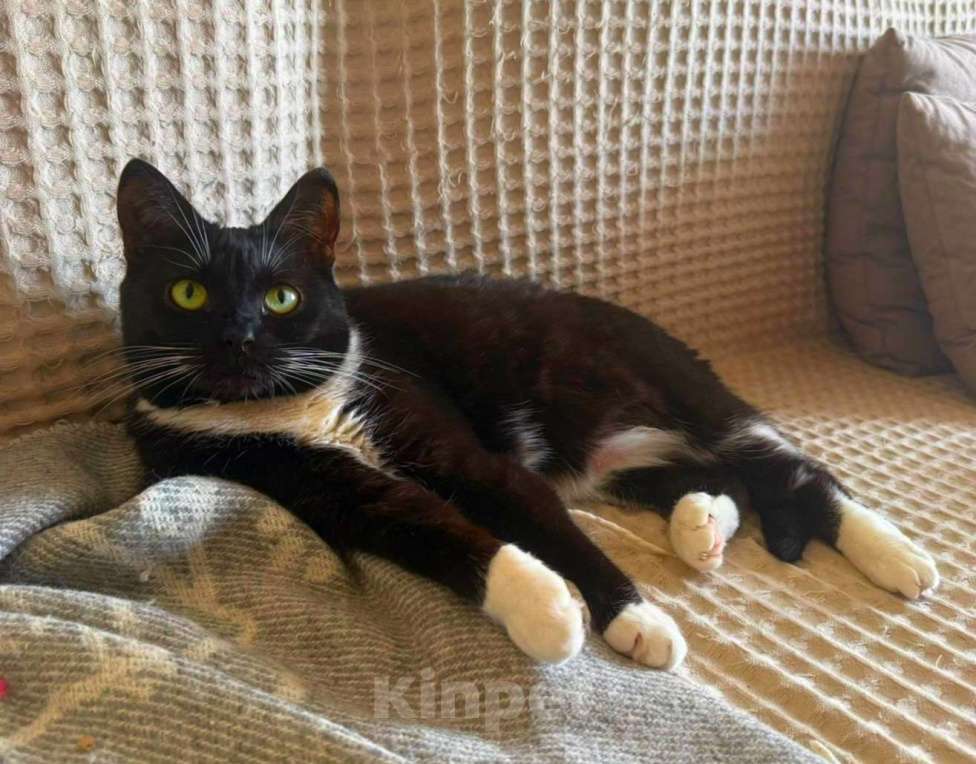 Кошки в Москве: Мила бархатное манто Девочка, Бесплатно - фото 10