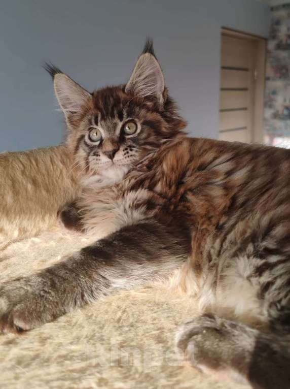 Кошки в Череповце: Чистопородный Мейн Кун Мальчик, 35 000 руб. - фото 2
