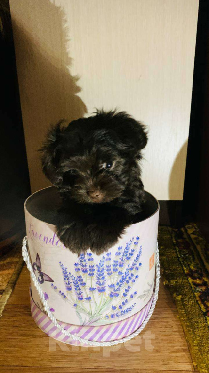 Собаки в Грязи: Щенок мальтипу-шпиц Девочка, 40 000 руб. - фото 1