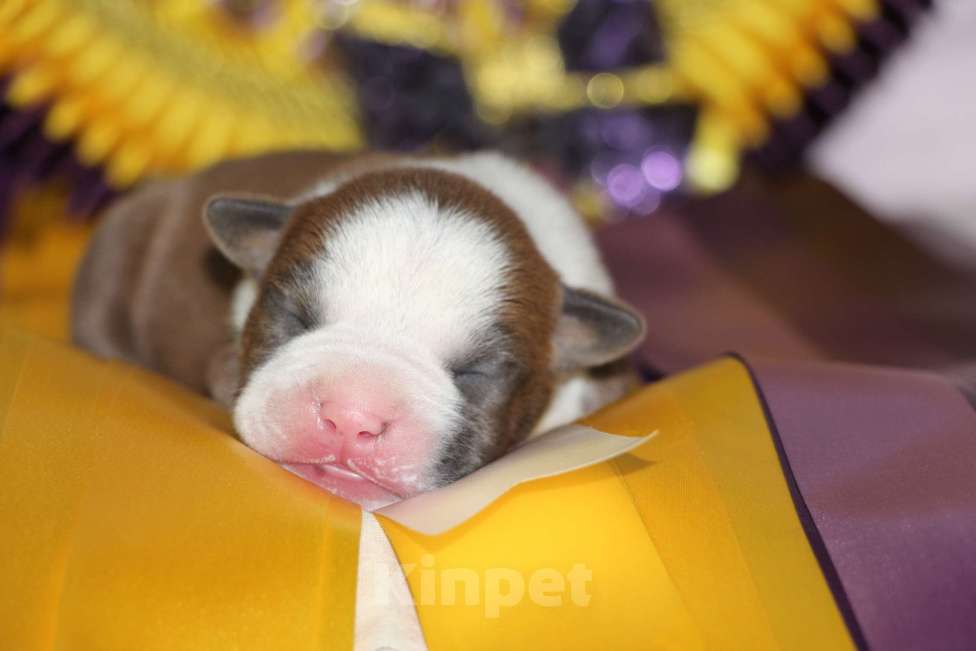 Собаки в Владивостоке: Амстафф Мальчик  Мальчик, 60 000 руб. - фото 2