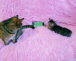 Кошки в Санкт-Петербурге: Маленький Пиксик 2 . Девочка, 100 руб. - фото 9