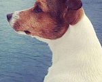 Собаки в Краснодаре: Вязка Джек Рассел терьер, 1 руб. - фото 3