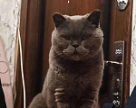 Кошки в Ардоне: Кот в поисках дома!, Бесплатно - фото 2