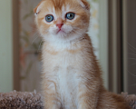 Кошки в Москве: Шотландские котята Мальчик, 20 000 руб. - фото 8