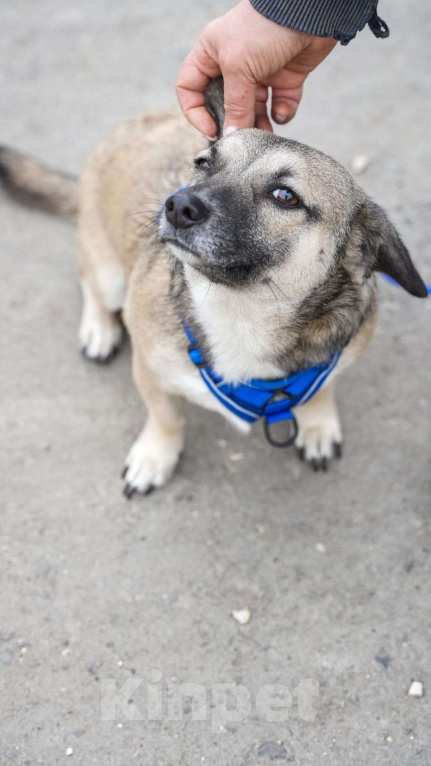 Собаки в Москве: ЛЯЛЕ ОЧЕНЬ НУЖНА СЕМЬЯ Девочка, Бесплатно - фото 4
