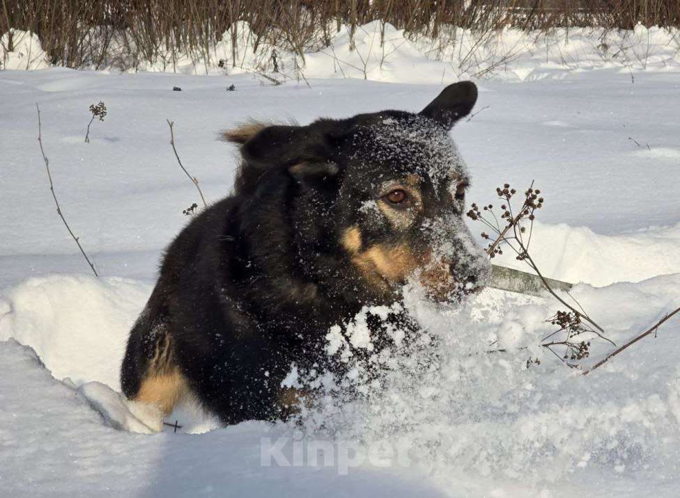 Собаки в Королеве: Града - воплощение безграничной нежности! Девочка, Бесплатно - фото 8