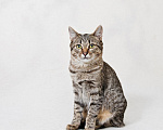 Кошки в Москве: Котенок Антоновка ищет дом Девочка, Бесплатно - фото 6
