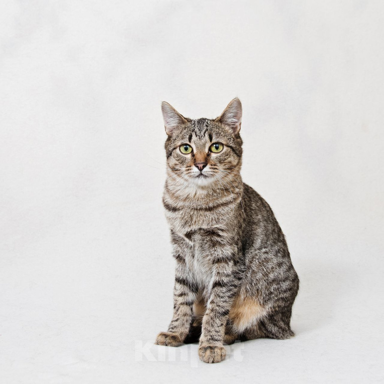 Кошки в Москве: Котенок Антоновка ищет дом Девочка, Бесплатно - фото 6