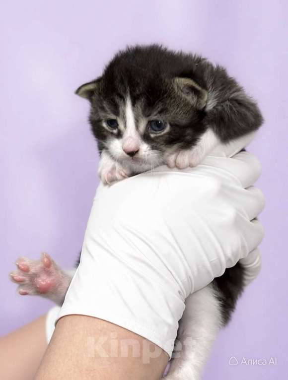 Кошки в Санкт-Петербурге: Котята мальчики под бронь! И мамочка тоже. супер ласковая. Мальчик, Бесплатно - фото 4