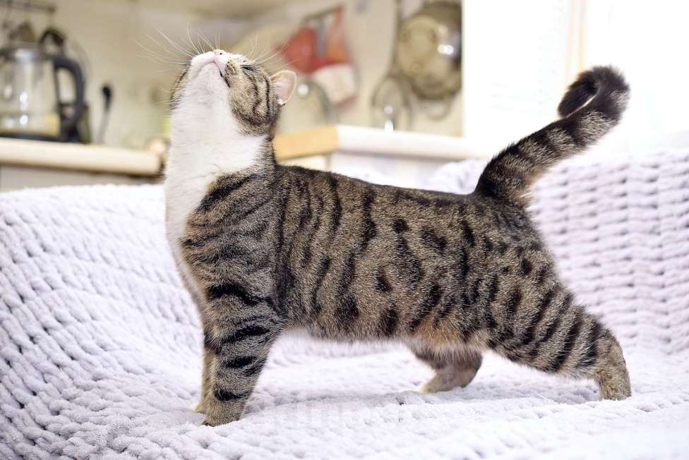 Кошки в Москве: Искра ищет дом! Девочка, Бесплатно - фото 5