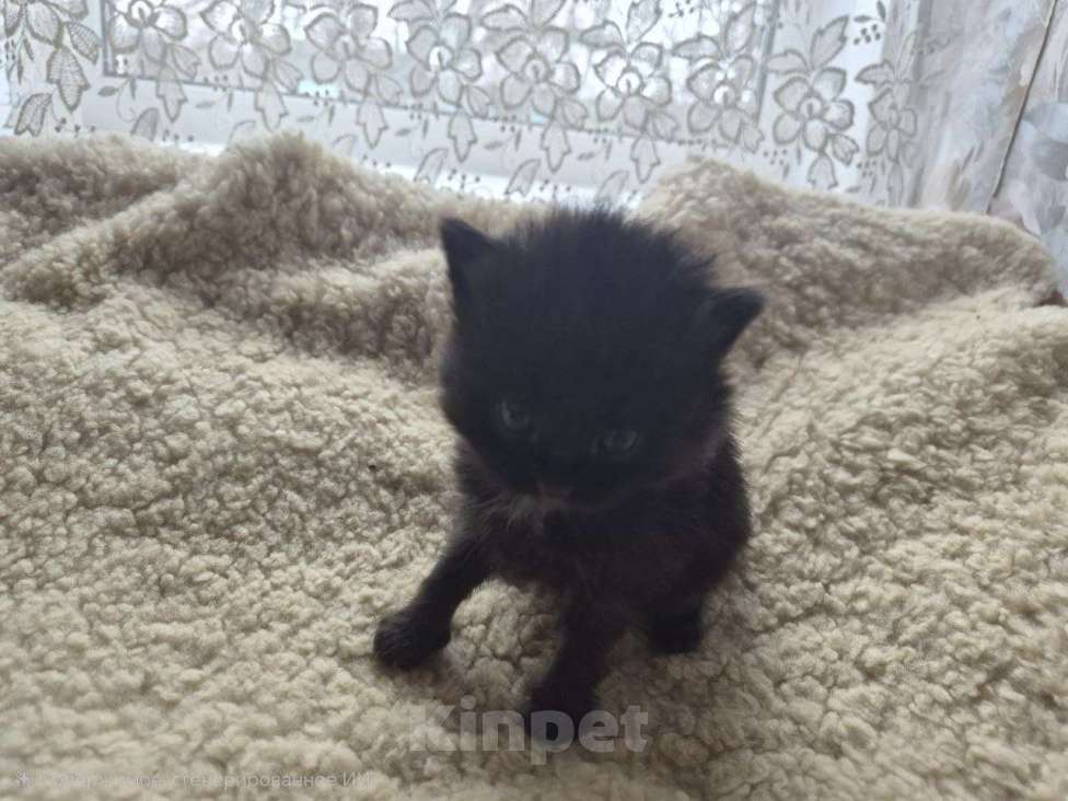 Кошки в Москве: Котята ищут дом Мальчик, Бесплатно - фото 4