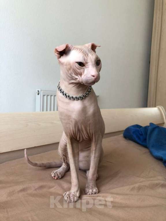 Кошки в Санкт-Петербурге: Рыжая красавица Девочка, 15 000 руб. - фото 4