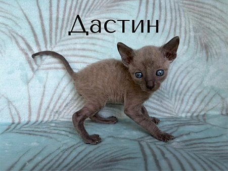 Котик Дастин