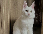 Кошки в Челябинске: Белоснежная девочка мейн-кун Девочка, 35 000 руб. - фото 1