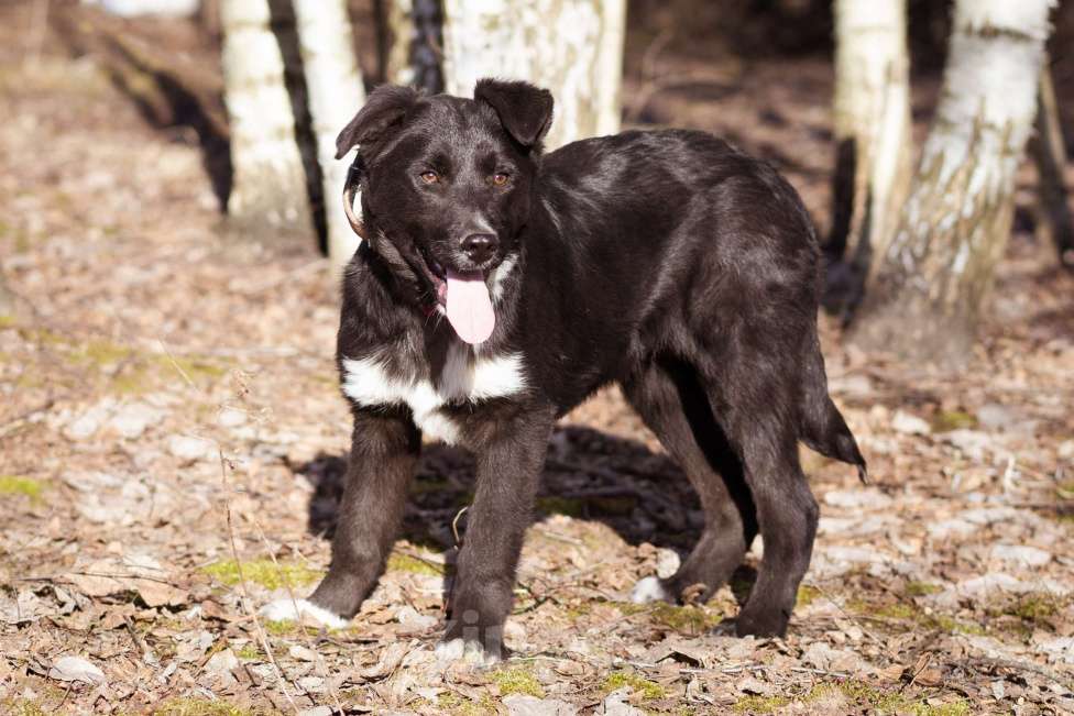 Собаки в Москве: Щенок в добрые руки Мальчик, Бесплатно - фото 4