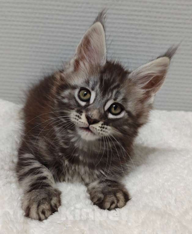 Кошки в Туле: Мейн-кун мальчик  Мальчик, 35 000 руб. - фото 6