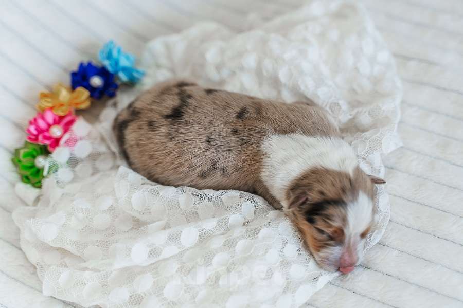 Собаки в Москве: Девочка(сука) триколор мрамор с подпалом с документами РКФ бордер-колли Девочка, 130 000 руб. - фото 2