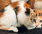 Кошки в Мытищах: Милочка ищет дом Девочка, 10 руб. - фото 1