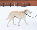 Собаки в Москве: Снежа. Спасена и теперь ищет дом Девочка, Бесплатно - фото 5