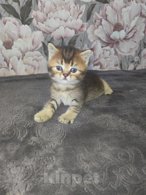 Кошки в Сочи: Шотландский прямоухий котёнок Мальчик, 10 000 руб. - фото 2