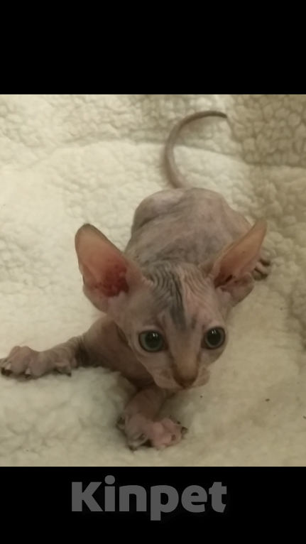 Кошки в Курске: Донская девочка цветная гетерохромия  Девочка, 20 000 руб. - фото 5