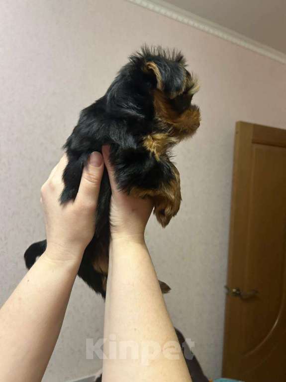 Собаки в Нововоронеже: Умница Мальчик, 25 000 руб. - фото 3