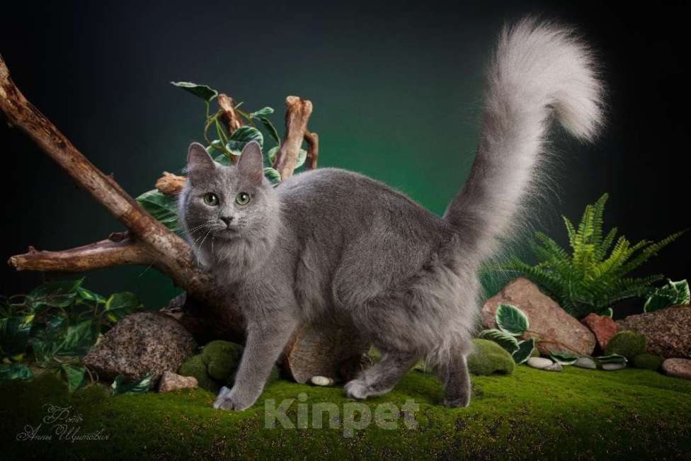 Кошки в Санкт-Петербурге: Котята нибелунги Девочка, 40 000 руб. - фото 7