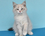 Кошки в Москве: Синеглазый сибирский котик Мальчик, Бесплатно - фото 4