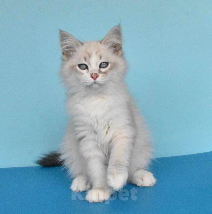 Кошки в Москве: Синеглазый сибирский котик Мальчик, Бесплатно - фото 4