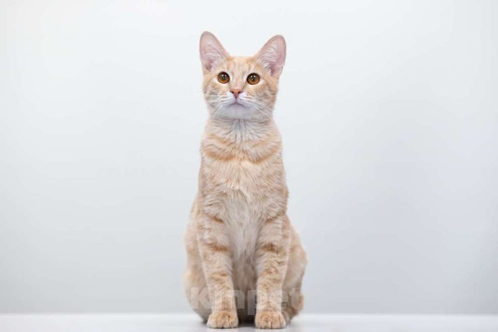 Кошки в Москве: Гога Мальчик, Бесплатно - фото 5