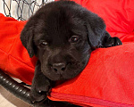 Собаки в Балашихе: Щенки лабрадора Мальчик, 100 000 руб. - фото 4