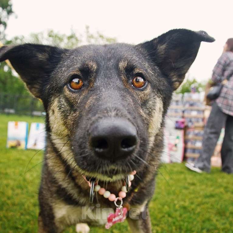 Собаки в Москве: Весёлая Мира Девочка, Бесплатно - фото 6