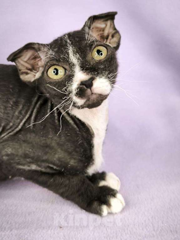 Кошки в Москве: Украинский левкой чистопродный.  Мальчик, Бесплатно - фото 3