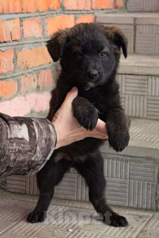 Собаки в Кашире: «Пирожок: маленький комочек счастья ищет тёплый дом!» Мальчик, Бесплатно - фото 2