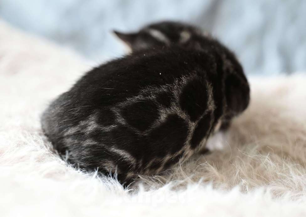 Кошки в Ивантеевке: D003 Девочка, 80 000 руб. - фото 6