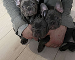Собаки в Новошахтинске: Щенки французского бульдога Мальчик, 80 000 руб. - фото 2