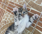 Кошки в Новороссийске: Отдам шкодных котят в добрые руки Мальчик, Бесплатно - фото 1