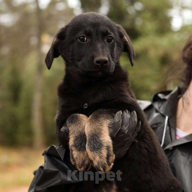 Собаки в Москве: Черный щенок девочка в добрые руки 🆘️ Малышка живет в вольере Девочка, Бесплатно - фото 5