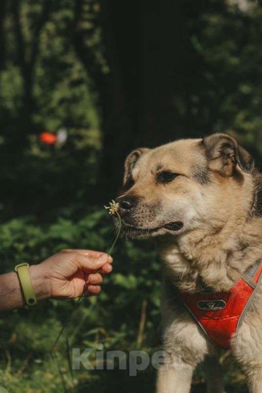 Собаки в Москве: Рэй Мальчик, Бесплатно - фото 1