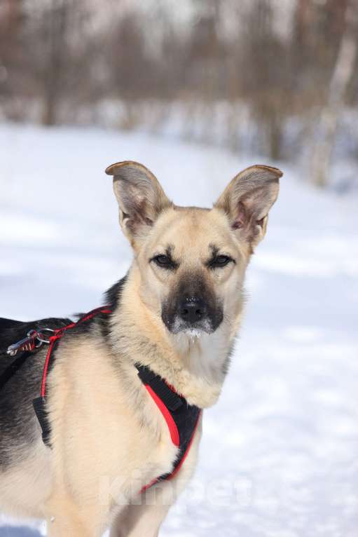 Собаки в Москве: Марфа Девочка, Бесплатно - фото 2