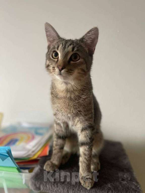 Кошки в Москве: Котёнок Кекс ищет дом  Мальчик, Бесплатно - фото 3