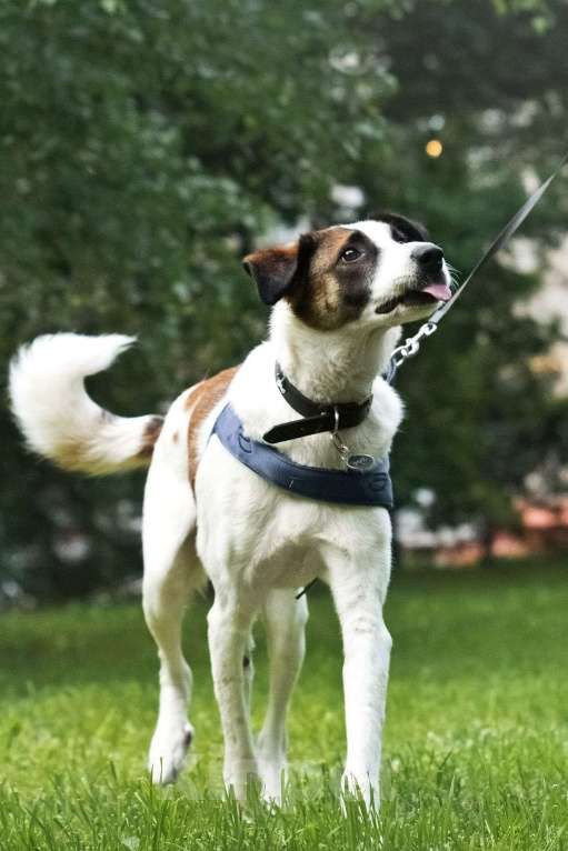 Собаки в Москве: Познакомьтесь с невероятно спокойным и умным Арни! Мальчик, 1 руб. - фото 8