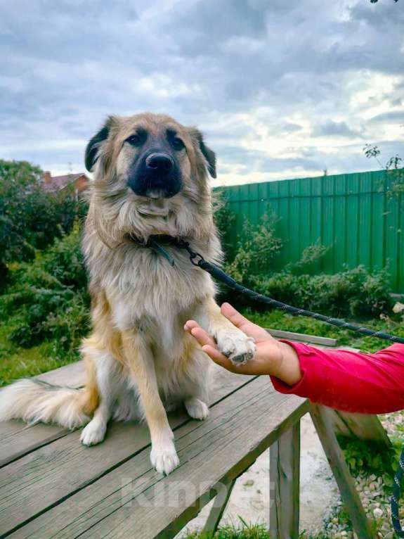 Собаки в Москве: Пушистый пёс Джек ищет дом Мальчик, 1 руб. - фото 3