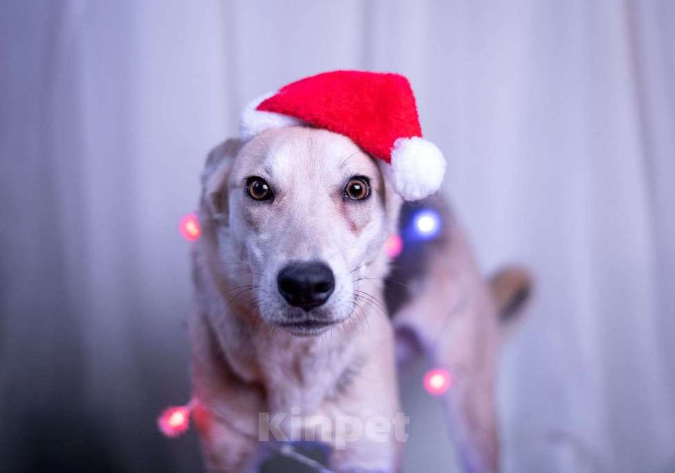 Собаки в других городах Московской области: Барри мальчик Мальчик, Бесплатно - фото 2
