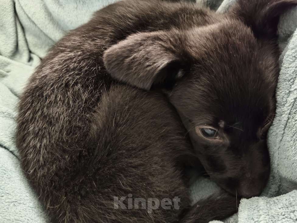 Собаки в Твери: Лабрадор в добрые руки Девочка, Бесплатно - фото 3