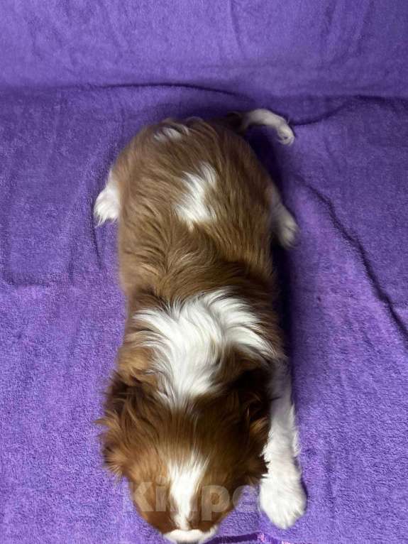 Собаки в других городах Московской области: Кавалер Кинг Чарльз Спаниель Мальчик, Бесплатно - фото 8