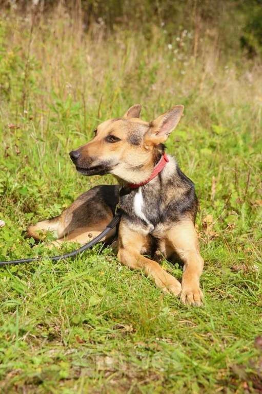 Собаки в Москве: Тиша. Нежная квартирная девочка Мальчик, Бесплатно - фото 7