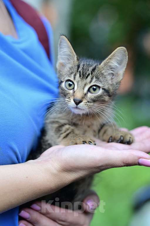 Кошки в Красногорске: Маленький тигренок Барсик 2 месяца очень ждет родителей  Мальчик, Бесплатно - фото 5
