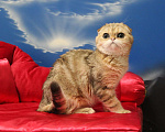 Кошки в Клине: Мраморный котик Мальчик, 15 000 руб. - фото 3