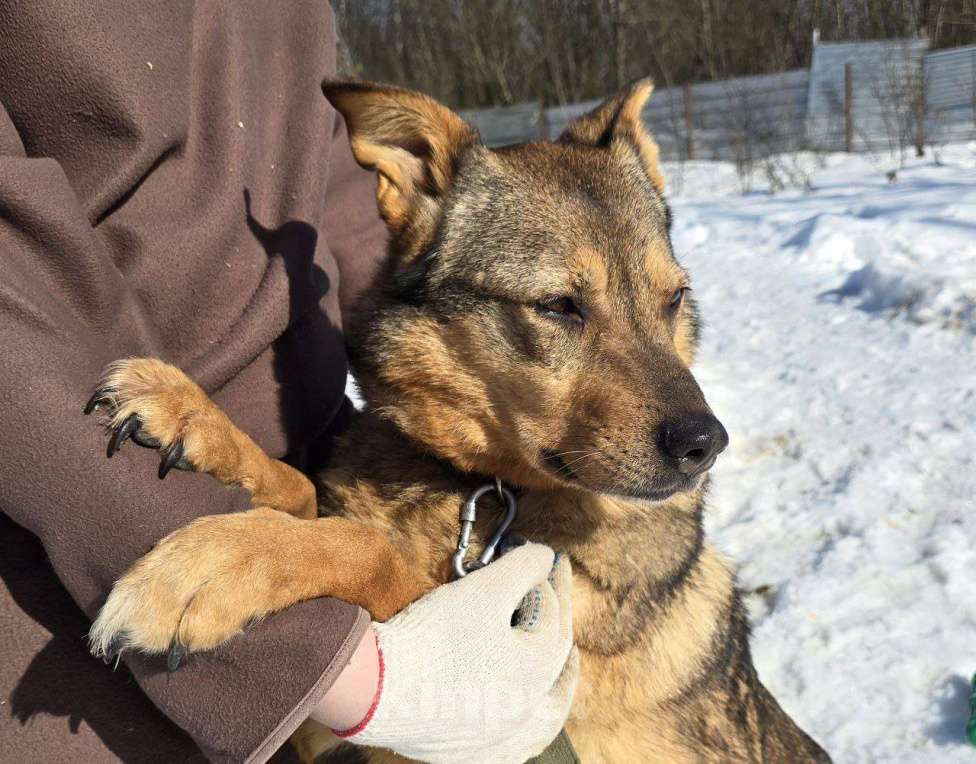 Собаки в Королеве: Милая девочка Гера ищет дом! Девочка, Бесплатно - фото 4